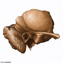 Petrous Bone