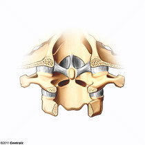 Atlanto-Axial Joint