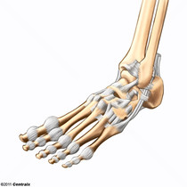 Ankle Joint