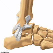 Lateral Ligament, Ankle