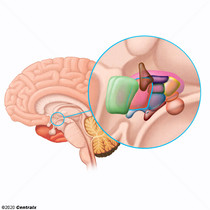 Hypothalamus, Anterior
