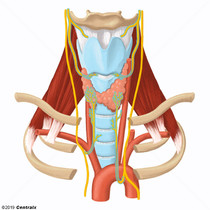 Laryngeal Nerves