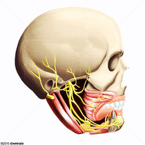 Mandibular Nerve