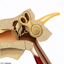 Cochlear Nerve