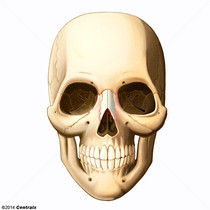 Nasal Bone