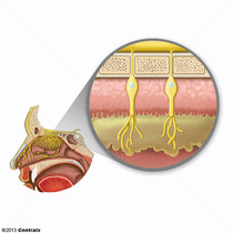 Olfactory Mucosa