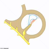 Cochlear Duct