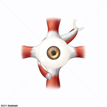 Oculomotor Muscles