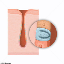 Parietal Cells, Gastric