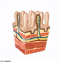 Intestinal Mucosa