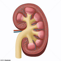 Kidney Cortex