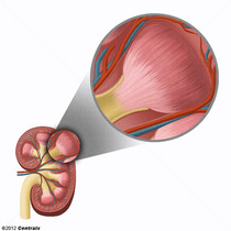 Kidney Medulla