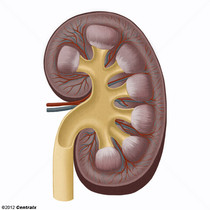 Kidney Calices